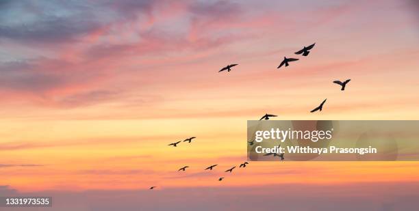 a flock of birds flying in formation across the yellow sky of a summer sunset - birds flying foto e immagini stock