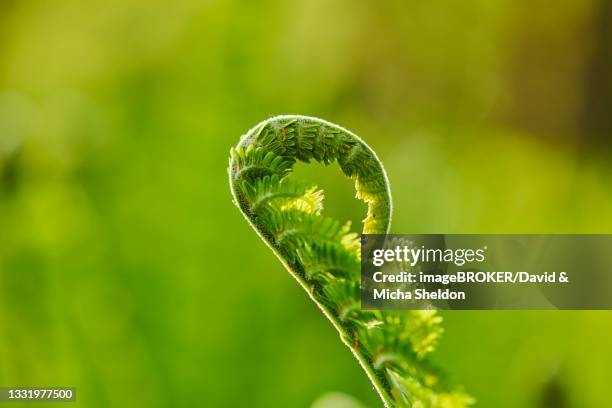 male fern (dryopteris filix-mas) or worm fern, detail, bavaria, germany - farn stock-fotos und bilder