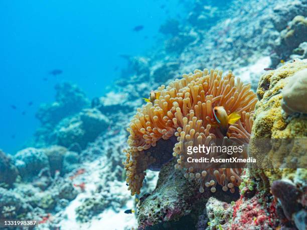 underwater view of fish swimming in algae on ocean floor - indo pacific ocean stock pictures, royalty-free photos & images