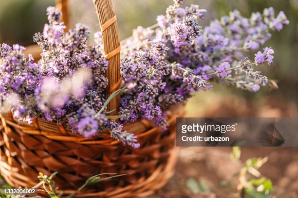 ein gewebter korb gefüllt mit lila lavendel - lavendelfarbig stock-fotos und bilder