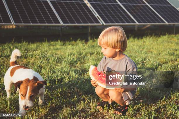 small happy boy playing with his pet - solarpark stock-fotos und bilder