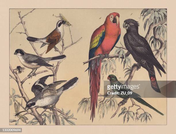 ilustraciones, imágenes clip art, dibujos animados e iconos de stock de aves trepadoras (shrikes y loros), cromolitografía coloreada a mano, publicada en 1882 - cacatúa