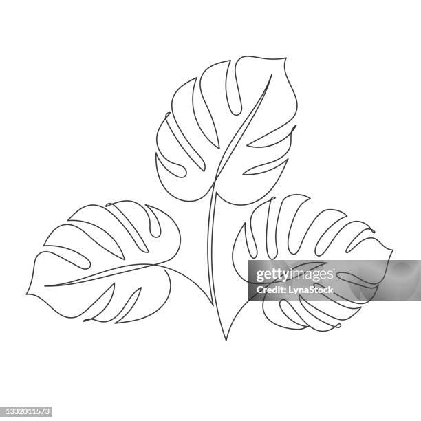 leaf of plant monstera one line drawing. vector illustration in continuous line style. tropical palm leaves isolated on a white background. natural design element. monstera silhouette. - monstera stock illustrations
