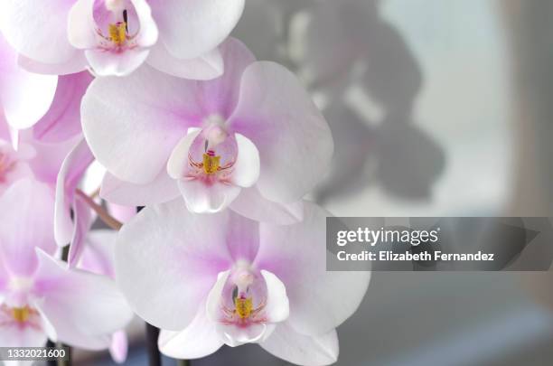 white and pink phalaenopsis orchid (moth orchids) - moth orchid stockfoto's en -beelden