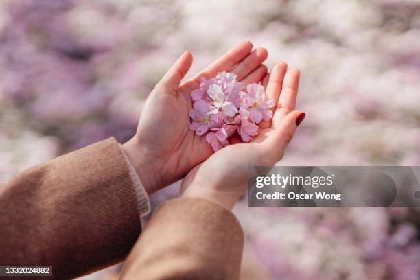 young woman holding cherry blossom petals in hands - cherry blossom in full bloom in tokyo 個照片及圖片檔