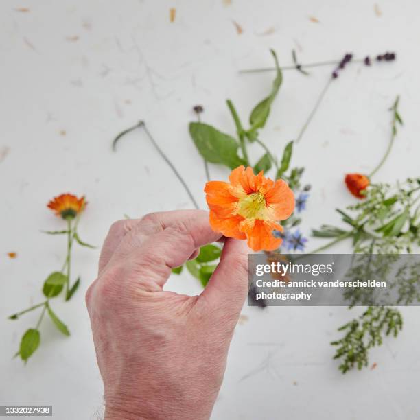 edible flowers harvest - kapuzinerkresse stock-fotos und bilder