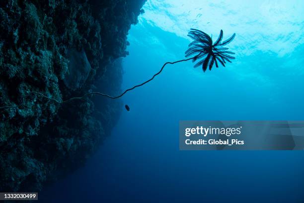 crinoid and the pacific reef wall - crinoid stockfoto's en -beelden