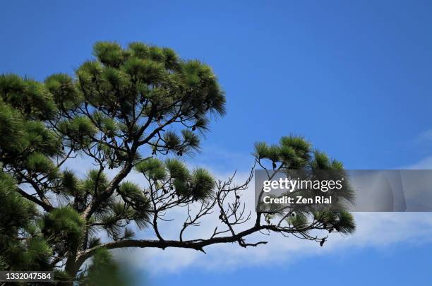 branches of pine tree against summer blue sky - asymmetry stock pictures, royalty-free photos & images