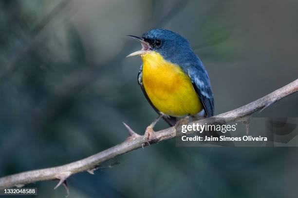 tropical parula (setophaga pitiayumi) - luì foto e immagini stock