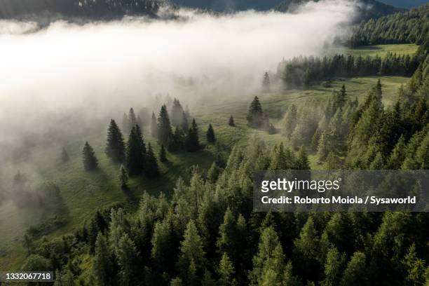 forest in the mist, monte croce pass, sesto dolomites - pinaceae imagens e fotografias de stock
