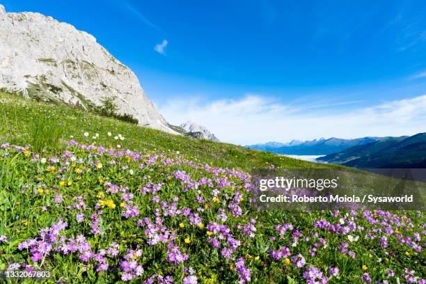 violets flowers in summer, sesto dolomites, italy - landschaft sommer freigestellt stock-fotos und bilder