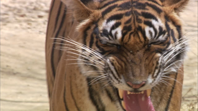 480 Funny Tiger Videos and HD Footage - Getty Images