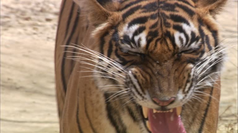480 Funny Tiger Videos and HD Footage - Getty Images 480 Funny Tiger Videos and HD Footage - Getty Images