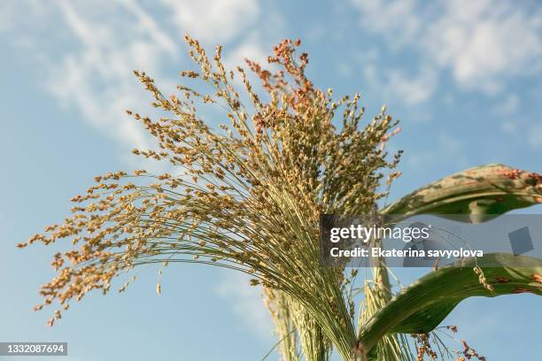 sorghum branches against the sky. - miglio foto e immagini stock