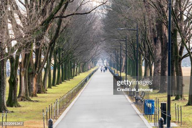 trees in winter - washington dc winter stock pictures, royalty-free photos & images