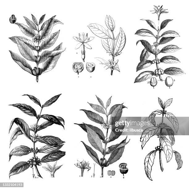 collection of antique botany illustrations: coffea arabica, arabian coffee - herb bundle stock illustrations