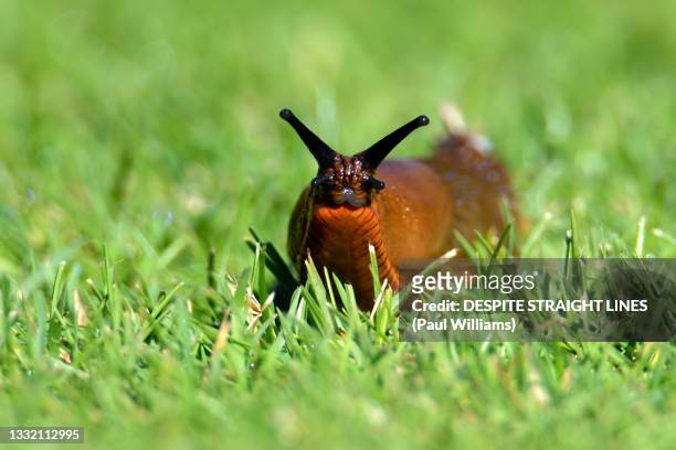arion rufus - slugs stock-fotos und bilder