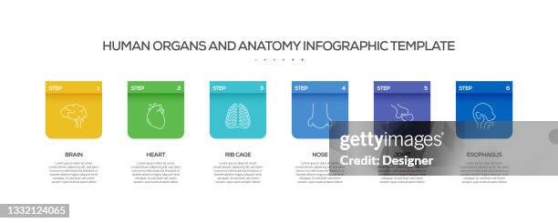 human organs and anatomy related process infographic template. process timeline chart. workflow layout with linear icons - thyroid stock illustrations