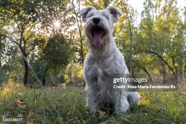 white schnauzer pet dog sitting with outstretched tongue in meadow. - schnauzer stock pictures, royalty-free photos & images