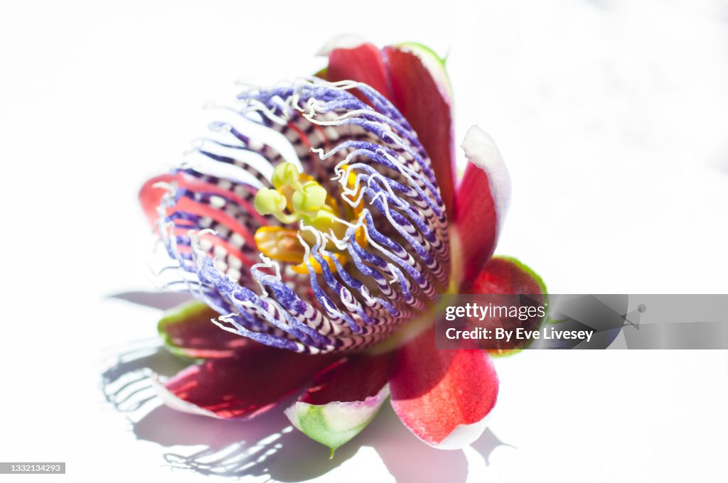 Passiflora Cuadrangularis