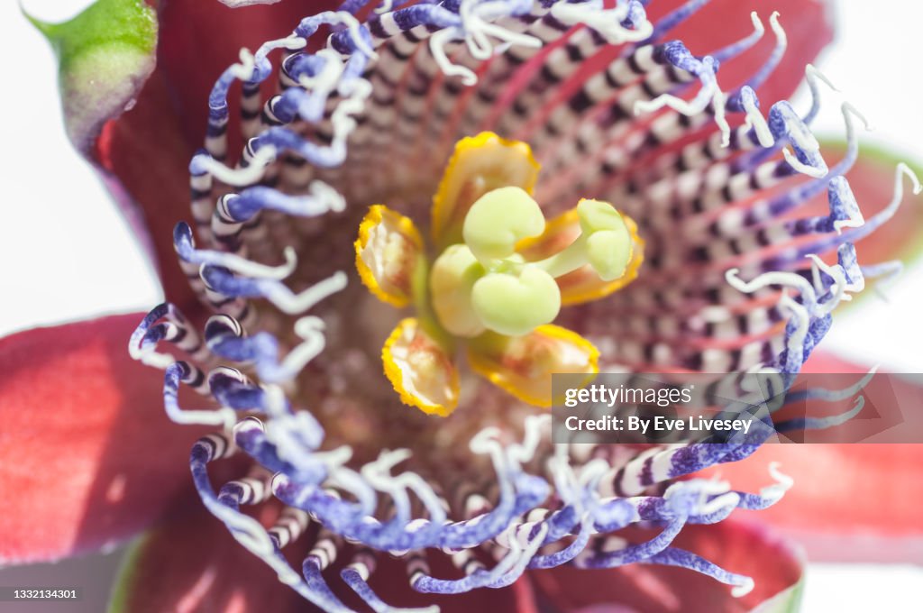 Passiflora Cuadrangularis