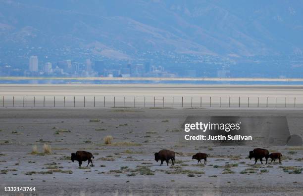 With the Salt Lake City skyline in the background, bison walk along a section of the Great Salt Lake that used to be underwater on August 01, 2021...