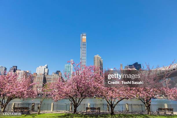 row of full-bloomed cherry blossoms trees stand along the east river in roosevelt island nyc - roosevelt island stock pictures, royalty-free photos & images