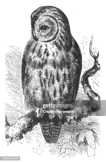 old engraved illustration of ornithology - the tawny owl or brown owl (strix aluco, syrnium aluco) - gufo foto e immagini stock