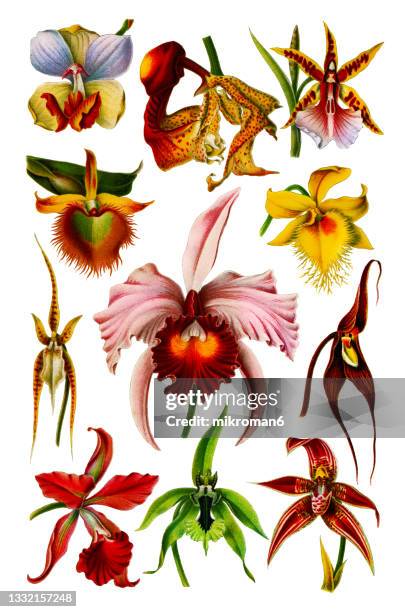 chromolithograph illustration of orchids (orchidaceae) - vintage botany stock pictures, royalty-free photos & images