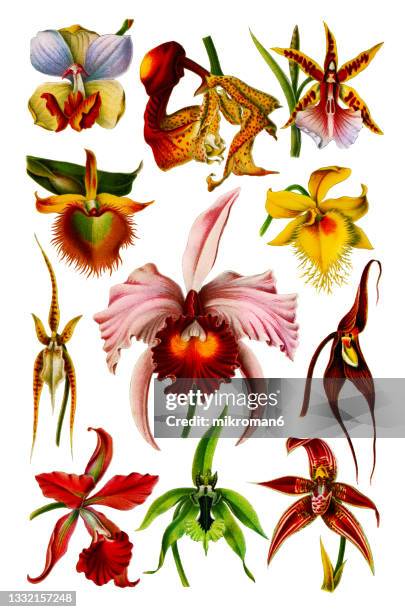 chromolithograph illustration of orchids (orchidaceae) - botany bildbanksfoton och bilder