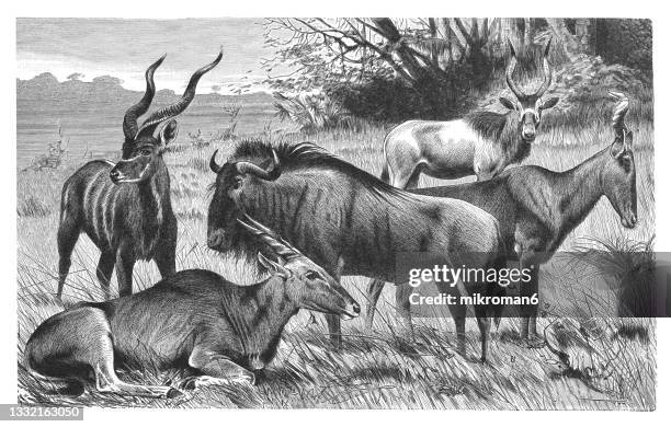 old engraved illustration of antelopes - male kudu stock pictures, royalty-free photos & images