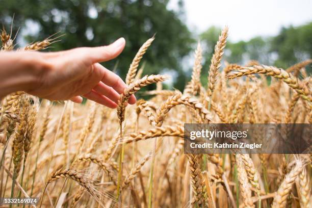 woman's hand brushing through ripe wheat field - kornfeld stock-fotos und bilder