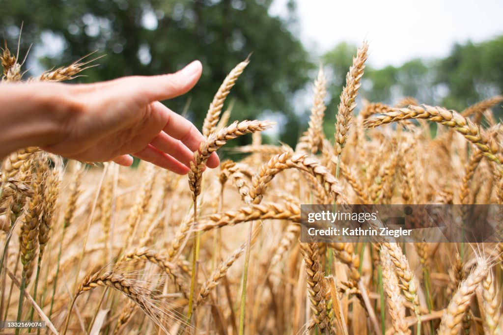 Woman's hand brushing through ripe wheat field