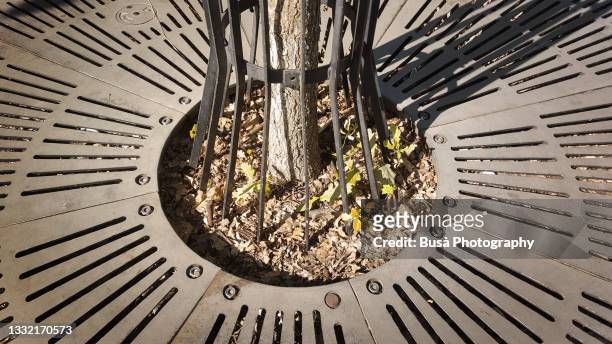 tree grate made of cast iron on urban sidewalk pavement in potsdam, germany - sarjeta - fotografias e filmes do acervo