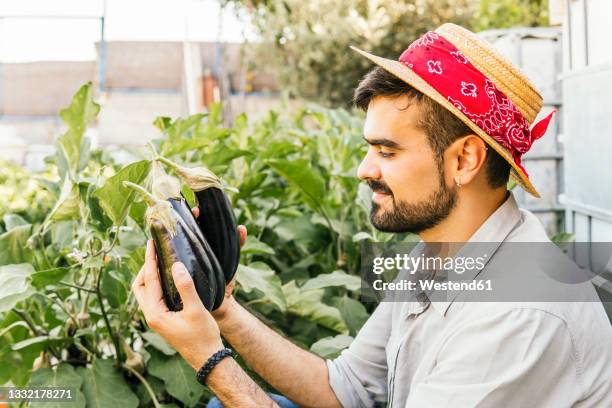 young man wearing straw hat holding eggplants in vegetable garden - aubergine stockfoto's en -beelden