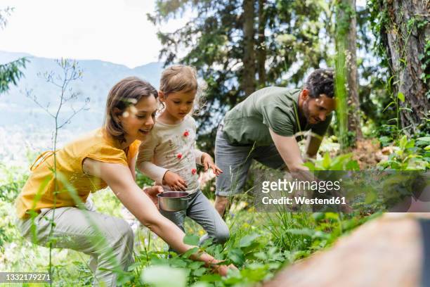 family picking wild strawberries together in forest - berry picker stock pictures, royalty-free photos & images