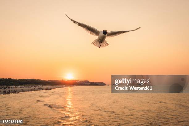 seagull flying near coast over setting sun - usedom 個照片及圖片檔