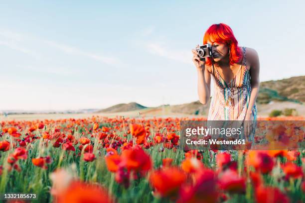 redhead woman photographing poppy flowers at sunset - landscape photographer stock pictures, royalty-free photos & images