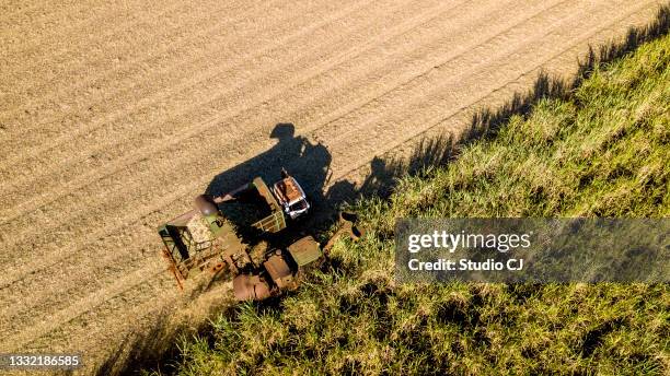 mechanical harvesting of sugar cane. - cana de acucar imagens e fotografias de stock