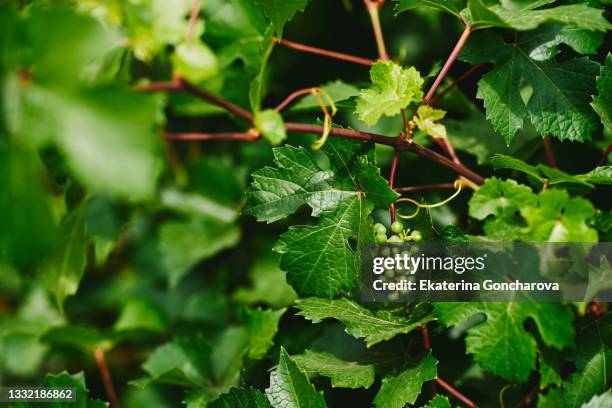 green background made of natural maple leaves . - forest grape stock pictures, royalty-free photos & images