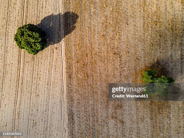 trees on agricultural field, puebla, mexico - cantona stock pictures, royalty-free photos & images