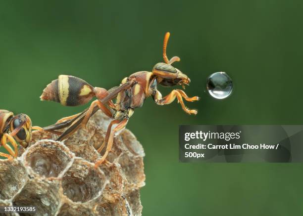 Insect Dynamic Scenes Insect Dynamic Photos and Premium High Res Pictures - Getty Images