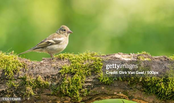 close-up of songpasserine finch perching on moss,de caetsweyers,belgium - animal limb stock pictures, royalty-free photos & images