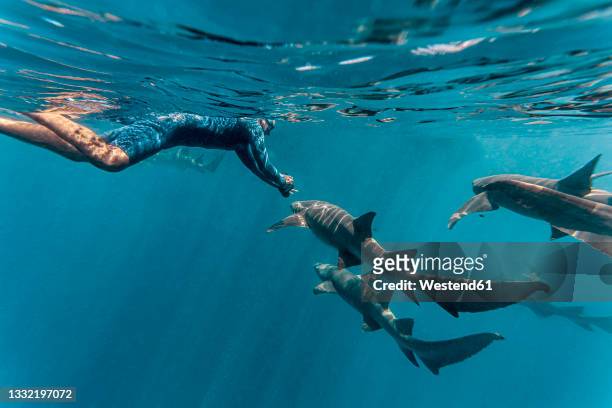 young man swimming with nurse sharks in sea - nurse shark stockfoto's en -beelden