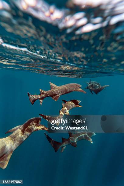 nurse sharks in blue sea - nurse shark stockfoto's en -beelden