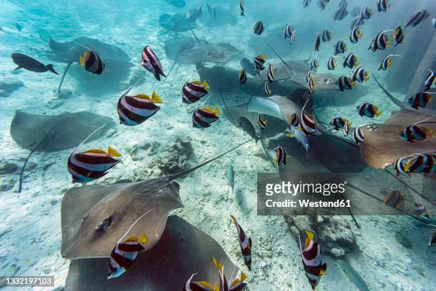 school of fishes and stingrays swimming in sea - pacific double saddle butterflyfish stock pictures, royalty-free photos & images