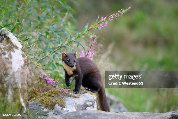 european pine marten (martes martes) walking outdoors in spring - martes stock-fotos und bilder