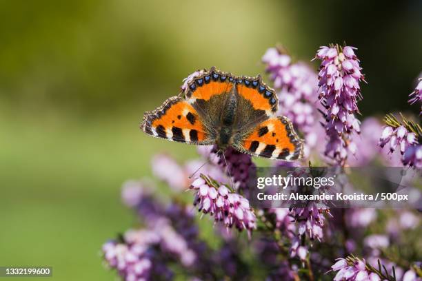 close-up of butterfly pollinating on purple flower - holland achtertuin stockfoto's en -beelden