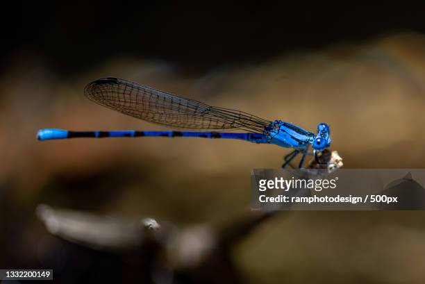 close-up of damselfly on twig,baja california sur,mexico - libélula mosca imagens e fotografias de stock