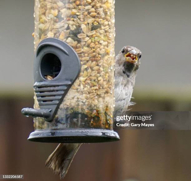 sparrow bird on bird feeder - bird seed stockfoto's en -beelden